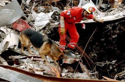 A hero rescue worker is assisted by his dog in his search for survivors